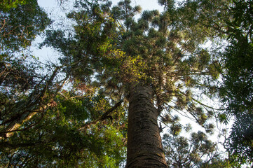 Fototapeta premium old tree in the forest , brazil