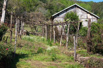 landscape with vineyard and old barn