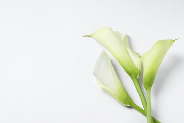 Beautiful calla lily flowers on white background, top view. Space for text
