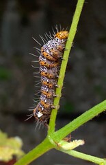 Alypia octomaculata, the eight-spotted forester caterpillar