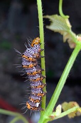 Alypia octomaculata, the eight-spotted forester caterpillar
