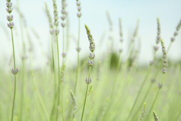 Fototapeta premium Beautiful lavender growing in field, closeup view