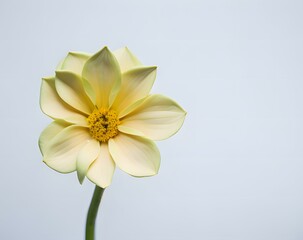 close up of yellow dahlia flower