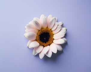 beautiful daisy flower on color background, top view