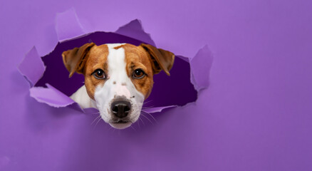 cute dog coming out of a purple paper wall in high resolution