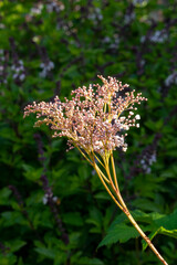 Buds of a meadowsweet plant (filipendula palmata), which is native to China.