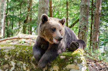 Brown bear on the side of the road