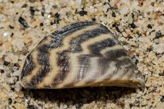 Zebra Mussel - Dreissena polymorpha