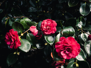 Red Camellia flower