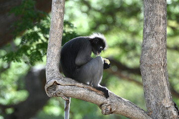 A wild spectacled langur monkey sits in a tree.