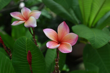 Close-up of beautiful plumeria flowers with green leaf background