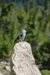Nucifraga columbiana（Clark's Nutcracker）の写真