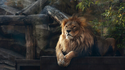 Naklejka premium A beautiful portrait of a majestic lion against the background of mountains, logs. Lion in the zoo.
