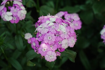 amazon dianthus rose magic