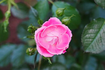 Rosa chinensis, commonly known as the China Rose, is a species of rose native to China. It is one of the most important ancestors of many modern hybrid roses. 