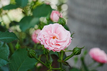 Rosa centifolia, commonly known as the Cabbage Rose or Hundred-Petaled Rose, is a well-known and highly fragrant rose species.