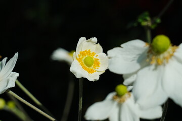 The White Japanese Anemone, scientifically known as Anemone × hybrida 'Honorine Jobert,' is a perennial flowering plant highly valued for its elegant, pure white blossoms.