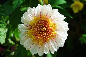 Sweet Nathalie is a beautiful variety of Dahlia, known for its stunning, soft pink-colored blooms with a hint of peachy tones. Dahlia 'Sweet Nathalie' is a decorative type of dahlia