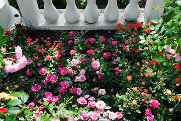Begonia × tuberhybrida Voss is a hybrid tuberous begonia, prized for its large, colorful, and...