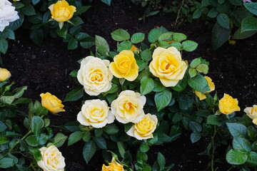 Rose - Golden Celebrations