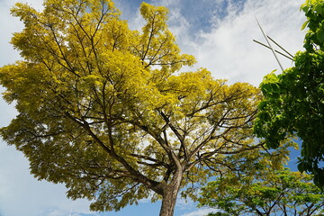 tree in autumn background 