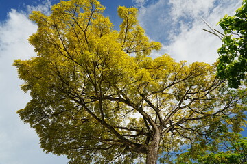 tree in autumn background 