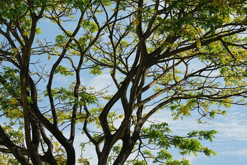 branches against sky