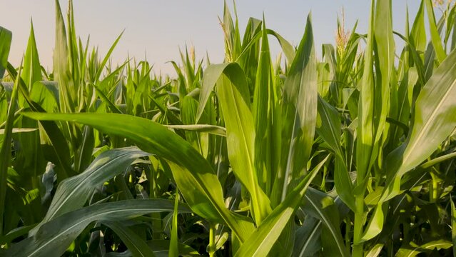 Predominately stationary views across a large agricultural field with rows upon rows of healthy green corn crops. A drop of dew streams down one of the corn ears as the morning dew dissipates.