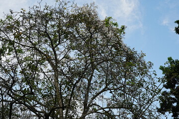 sky and tree