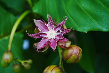 Dillenia suffruticosa, commonly known as Shrubby Simpoh or Simpoh Air, is a flowering shrub belonging to the family Dilleniaceae. 