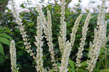 Uraria picta, formerly known as Desmodium pictum and commonly referred to as Painted Leaf, is a perennial herbaceous plant belonging to the Fabaceae family. This plant species is native to various reg