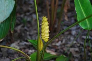 Calathea crotalifera is a stunning tropical plant species known for its unique foliage and striking appearance. It belongs to the Marantaceae family and is native to various regions in South America