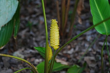 Calathea crotalifera is a stunning tropical plant species known for its unique foliage and striking appearance. It belongs to the Marantaceae family and is native to various regions in South America