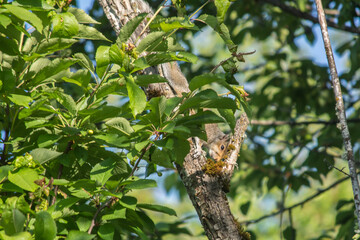 Eastern Gray Squirrel ( Sciurus carolinensis ) upside down on tree limb © GregDPhotos