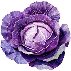 Obraz premium Purple Cabbage Watercolor