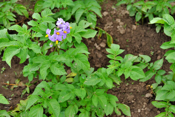 A bush of flowering potatoes in the backyard