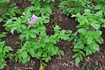 A bush of flowering potatoes in the backyard