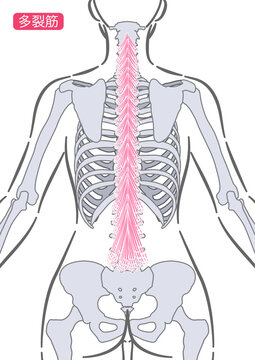 女性の多裂筋
