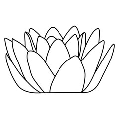 lotus flower line art vector