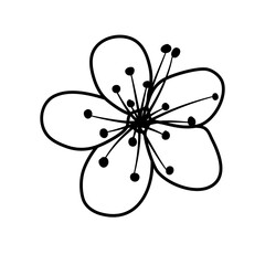 sakura cherry blossom line art flower vector