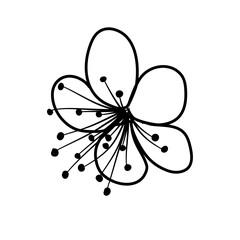 sakura flower line art cherry blossom vector