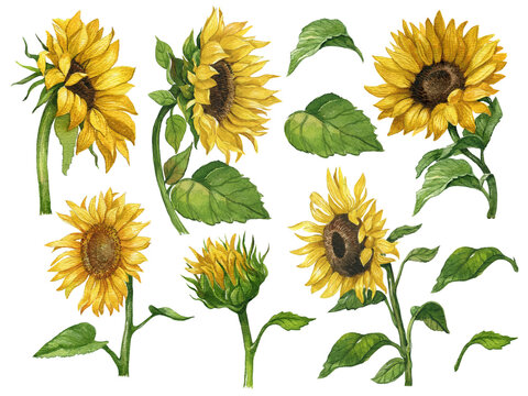 Watercolor hand-painted sunflower elements set, Autumn arrangement, Farmhouse rustic fall decor, harvest Thanksgiving clipart. Birthday summer card. Realistic botanical art