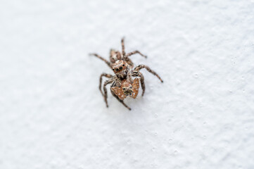 A small jumping spider on the white wall. These spiders are not dangerous for humans and pets as they don't generally bite.