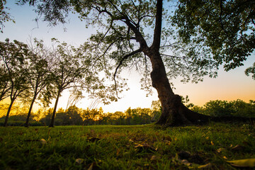 Sunset in city public park tree forest garden nature landscape