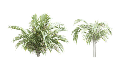 tree isolated on white background, palm tree isolated on white background