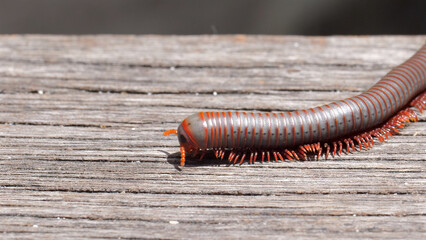 Macro shot of a brown millipede moving along wooden stairs in the wild. The arthropods segmented body and numerous legs are captured in detail. Concept of wildlife and biology.
