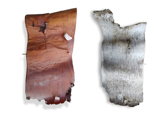 Birch tree bark front and back isolated on white background.