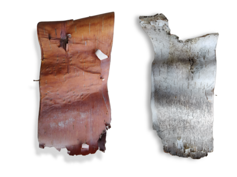 Birch tree bark front and back isolated on white background.