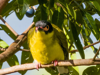 Australian Figbird in Queensland Australia