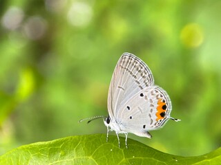 macro white butterfly on a green leaf